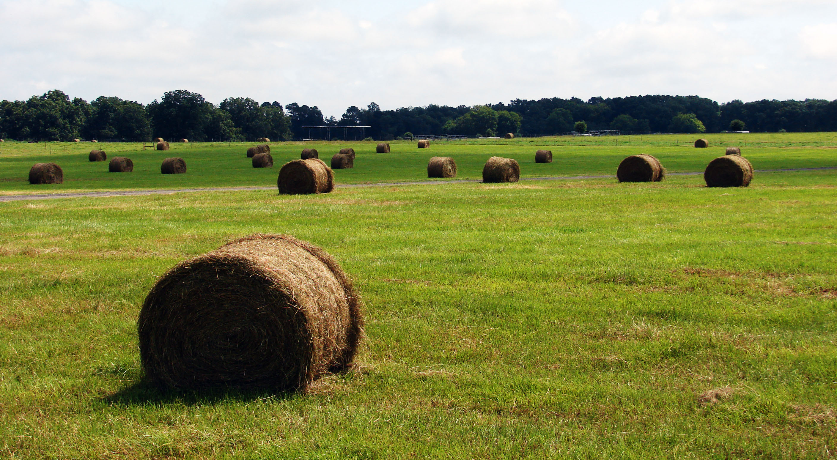 bahia field