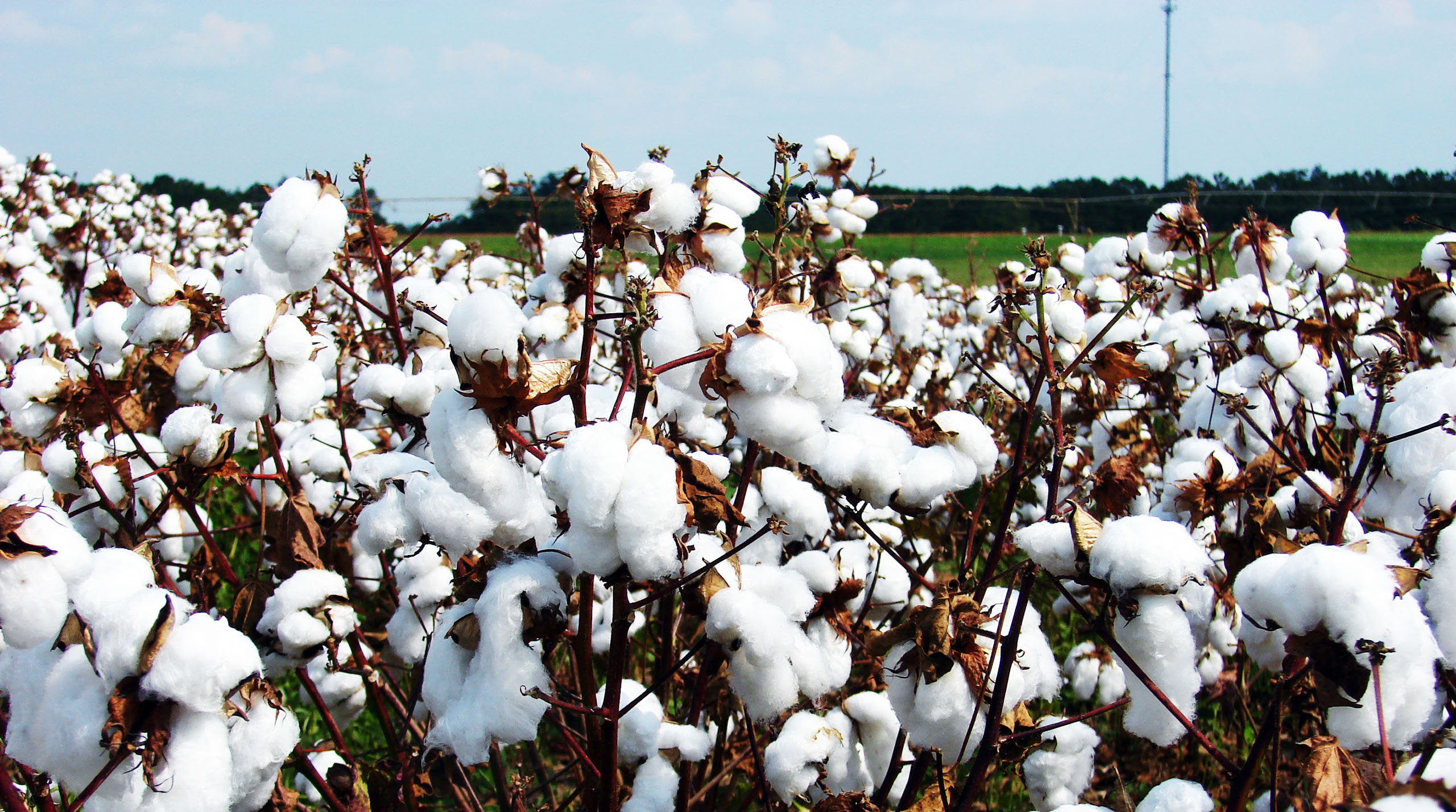 cotton field